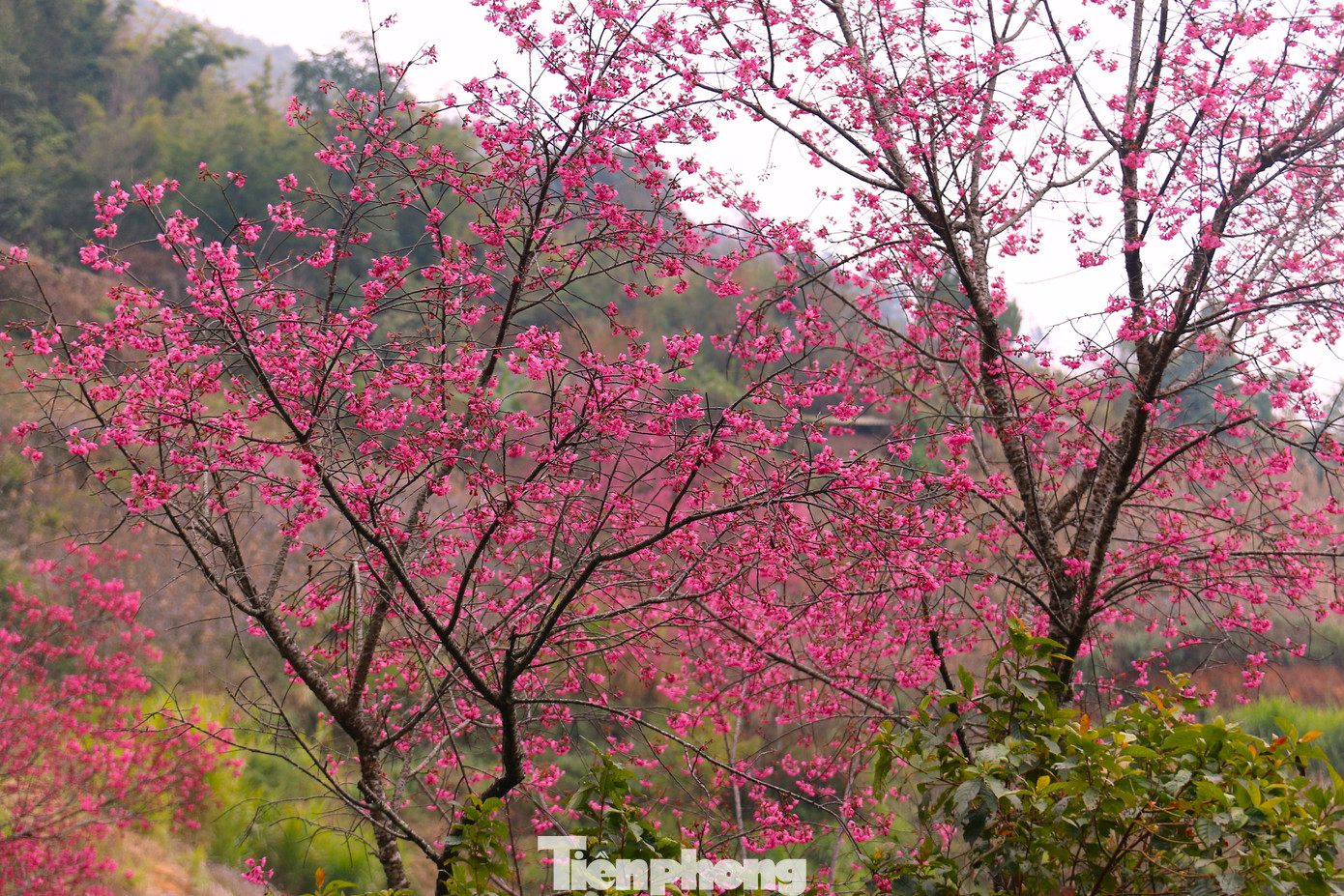 Sắc hồng hoa tớ dày phủ rực núi rừng Mù Cang Chải giữa ngày đông